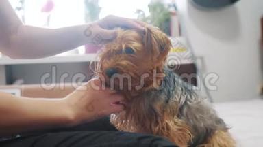 女人在刷牙。 狗搞笑视频。 一个梳着一只毛茸茸的狗宠物的女孩。一个用梳子梳约克郡的女人